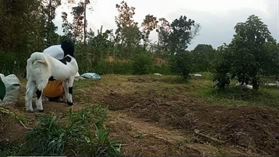 Man pranks his pet goat, hilariously confuses his furry friend