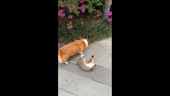 Tired cat repeatedly lies down during encounter with corgi in Jiangsu, China