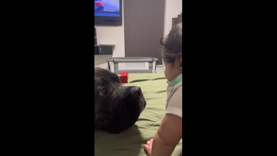 Adorable encounter: baby and dog's playful interaction caught on camera in Miami, Florida