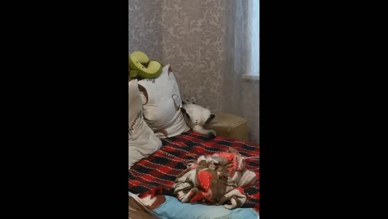 Mickey the cat's unusual pose captured in Gomel