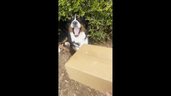Dog caught hiding stolen FedEx package in Rumson, New Jersey, USA