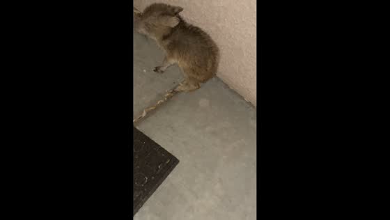 Peccary mistaken for cat and guinea pig in Tucson, Arizona, USA
