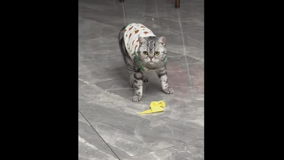 Cat Liu Duole gets confused after balloon pops in Jiangsu province