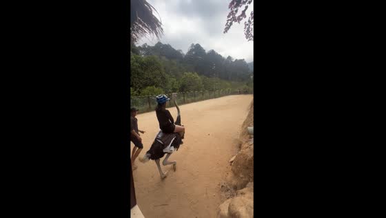 Da Lat laughter: ostrich ride takes unexpected fast track!