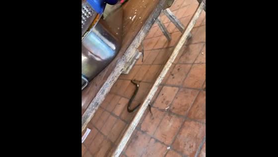 Person climbs on table to avoid snake in Paraguay building