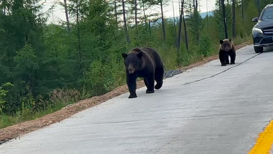 Two brown bears approach vehicles along G331 in Inner Mongolia, China