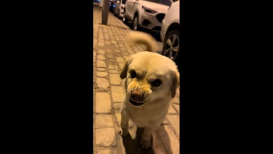 Dog approaches owner with an angry yet happy expression in Shandong, China