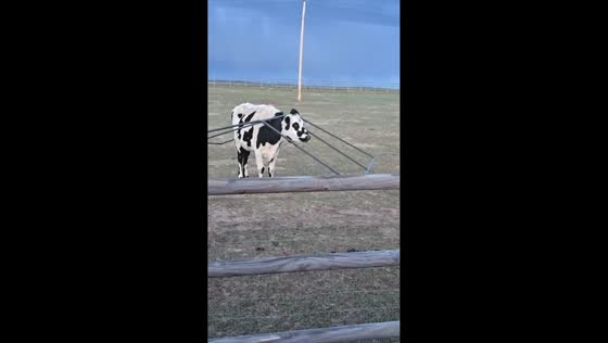 Cow casually balances fence on back in Colorado Springs, Colorado, USA