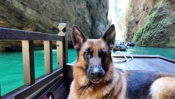 German Shepherd adorably joins howls echoing through canyon in Hunan, China