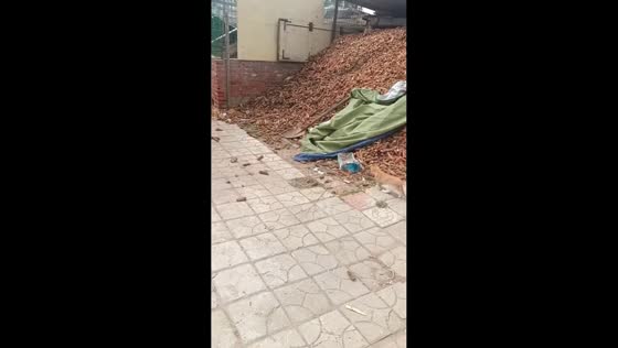Hen chases cat away from chicks in Heilongjiang, China