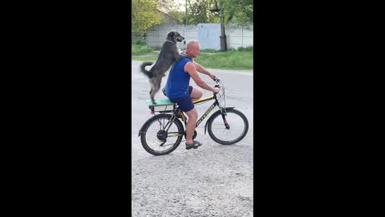 Dog balances on bicycle rear rack during ride in Kharkiv, Ukraine