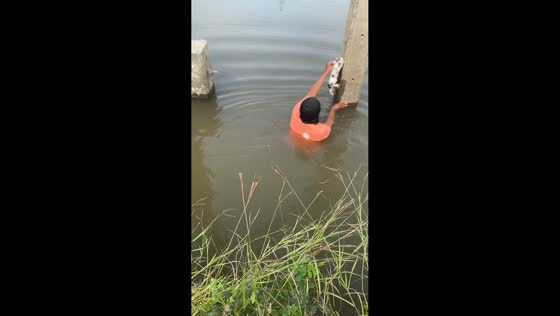 Man rescues drenched kitten from swamp in Bang Bua Thong, Thailand