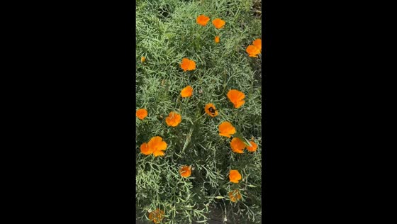 Large bee struggles to lift off from flower bed in Manhattan Beach, California, USA