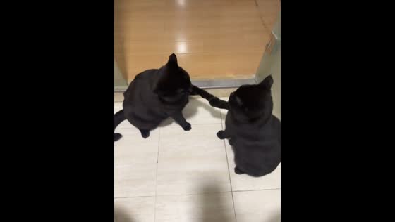 Two black cats playfully interact and hug in Fujian, China