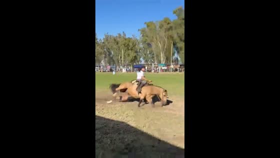 Rider falls as horse stumbles and runs off in San Juan, Argentina