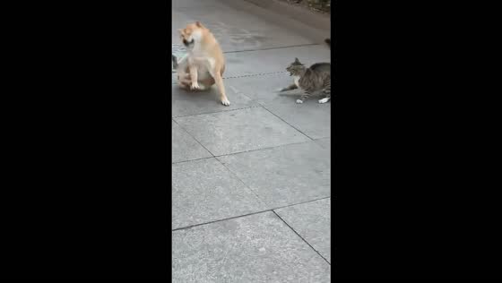 Cat startles dog with a playful paw tap on the street in Hebei, China