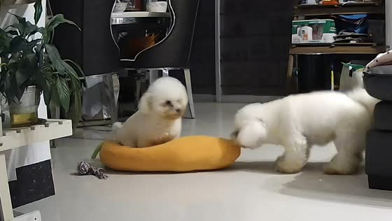 Small dog pulls carrot toy with another dog riding along in Guangxi, China