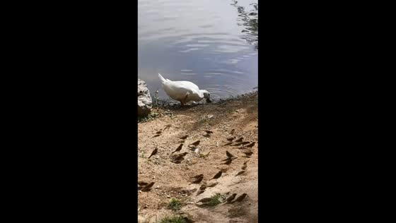 Duck catches and submerges bird near lakeshore in Inner Mongolia, China