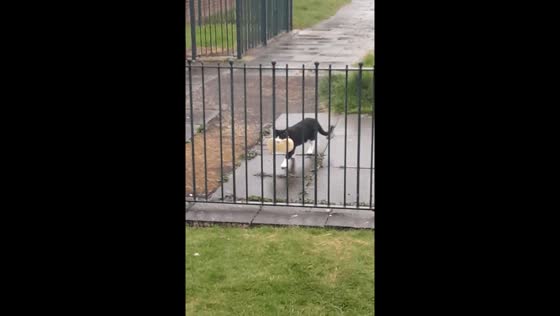 Cat brings home bath sponge in Doncaster, England