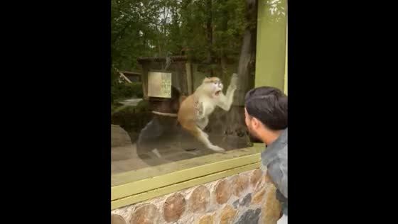 Monkey mimics person by opening mouth at enclosure in İzmit