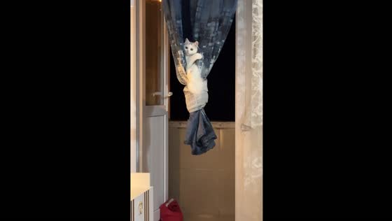 Cat sways on curtain knot in Samsun, Türkiye