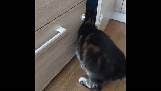 Cat showcases impressive cabinet-opening skills in Odesa