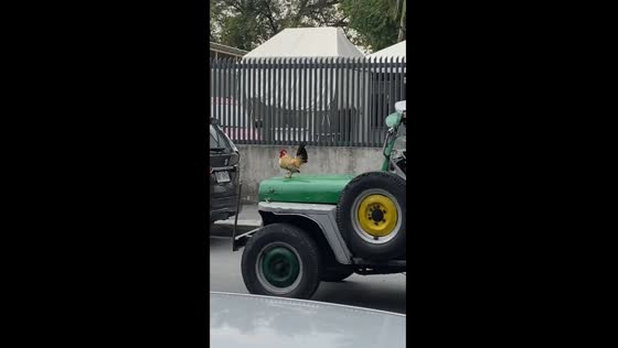 Fearless chicken cruises Manila streets on bonnet of moving vehicle