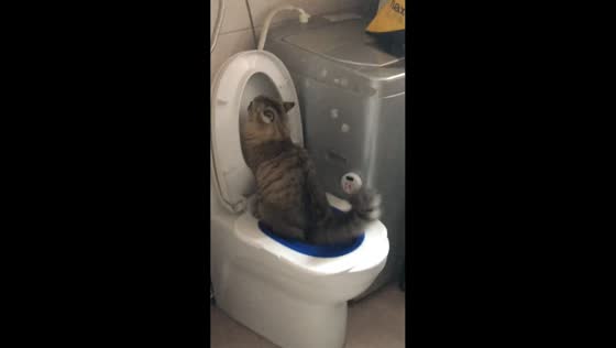 Cat uses toilet and flushes in Jiangsu, China