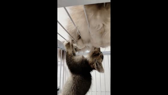 Kitten climbs cage to breastfeed from mother cat in Jiangsu, China