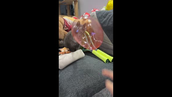 Cat cautiously plays with balloon until it pops in Hubei, China