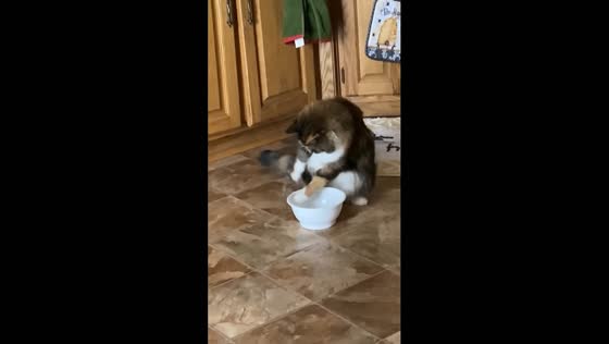 Minneapolis cat makes a splash in water bowl