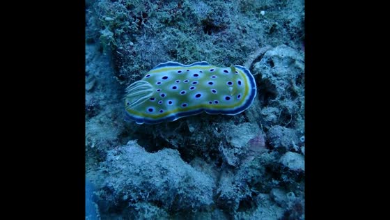 Mesmerizing nudibranch stroll: underwater elegance in Zanzibar, Tanzania
