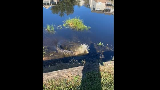 Alligator startles walker and dog in Orlando, Florida