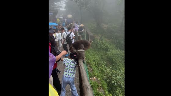 Monkey grabs child's hair at Mount Emei, Sichuan Province