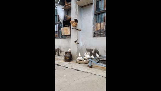 Mother hen leads chicks up balcony steps and into window in Hebei, China