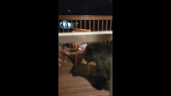 Bear seen sniffing around veranda in Gatlinburg, Tennessee