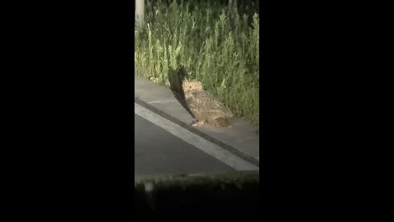Large owl crosses road in front of driver at night in Shanxi, China