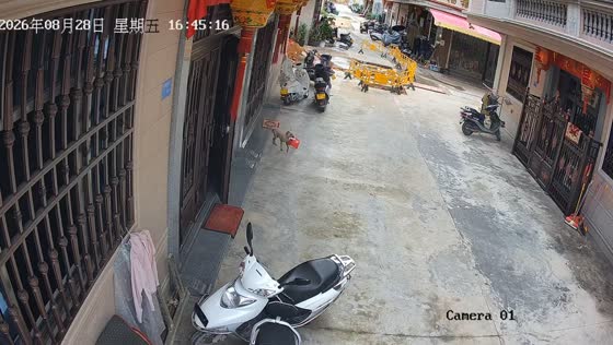 Dog hilariously steals food delivery from doorstep in Guangdong, China