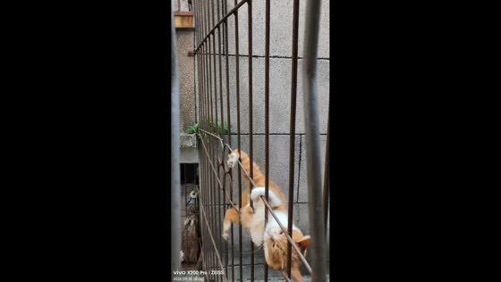 Cat narrowly avoids falling while crossing metal grille in Guangdong, China