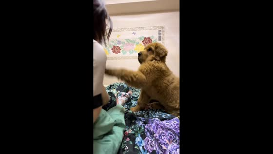 Dog slaps owner after missed kiss in Jiangsu, China