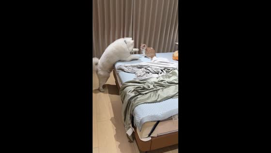 Dog and cat caught playing in Fujian, China