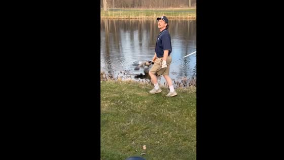 Goose on guard: golfer attacked after mistaken ball strike