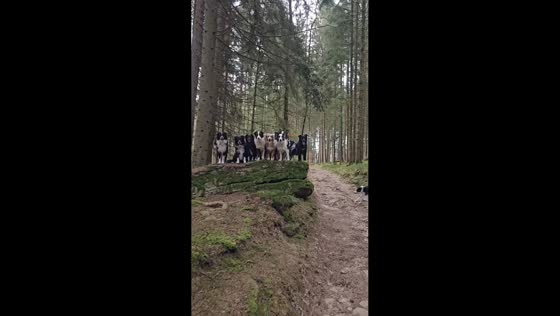 Well-trained dogs perfectly pose for a group photo in Bavaria, Germany