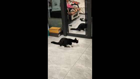 Cat plays with its reflection before interacting with another cat in Guangdong, China