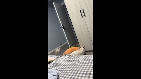 Cat drags pet bed onto owner’s bed in Hebei, China
