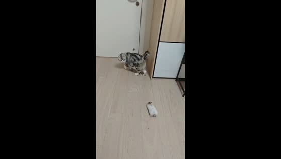 Hamster playfully chases cat around the room in Shanghai, China