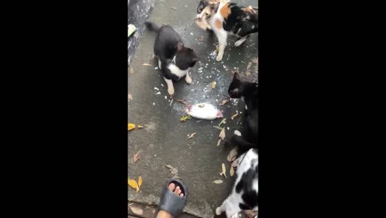 Cats steal defrosted fish in Bataan, Philippines