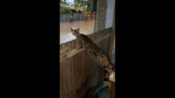 Cat watches flood from the table in Puntarenas, Costa Rica