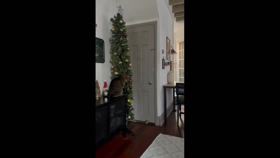 Cat-mas chaos: Cleo's ornament mischief caught on camera