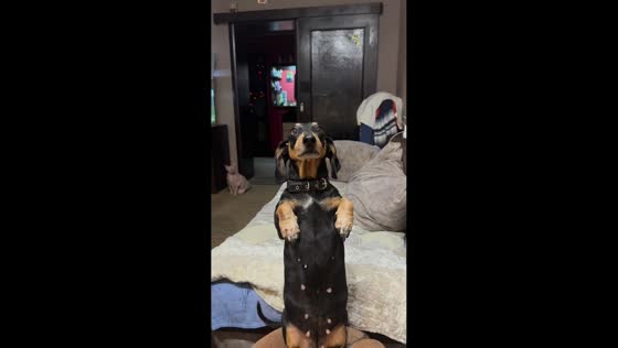 Dog stands on two legs during national anthem in Barnaul, Russia